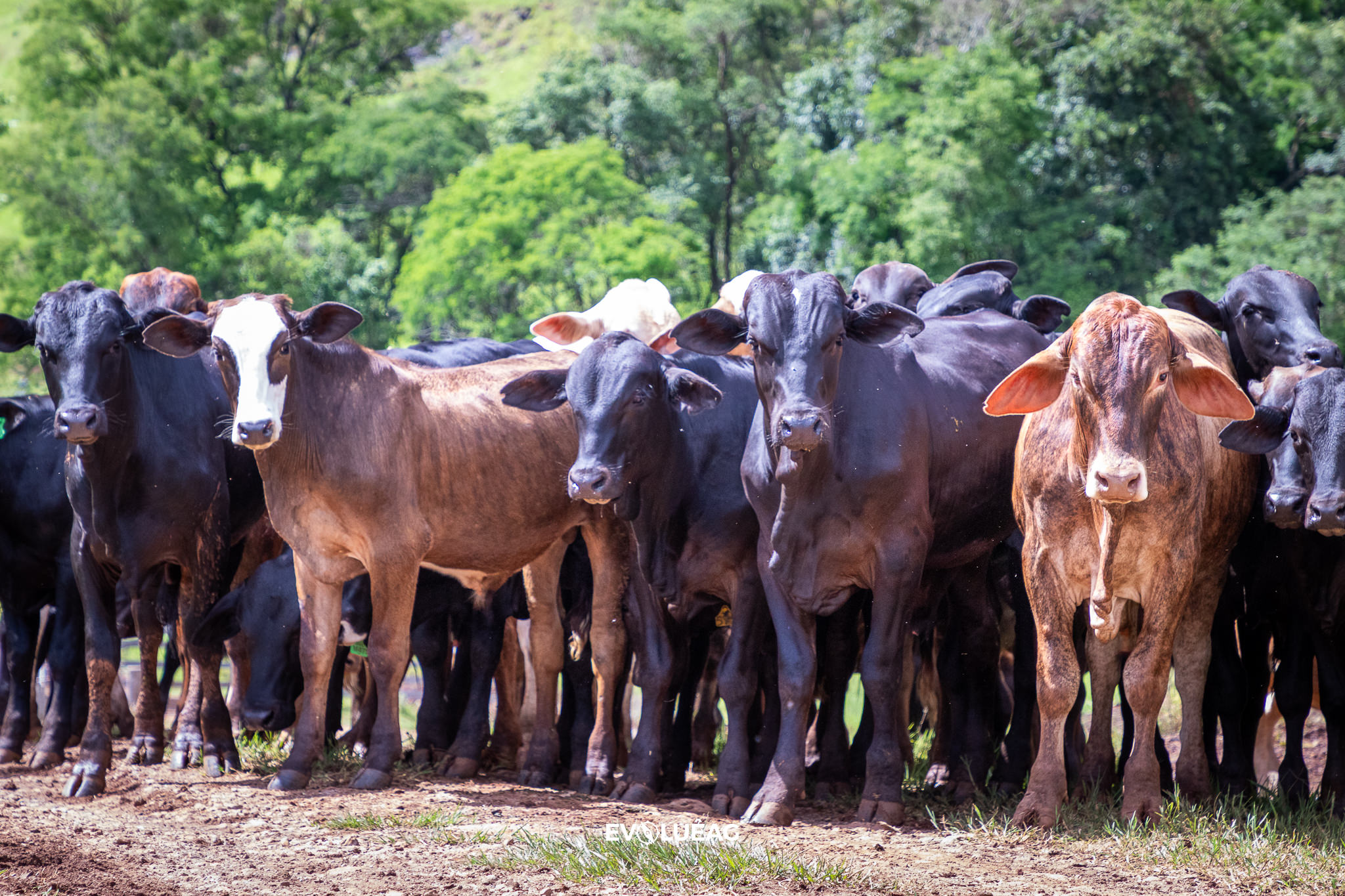Expovizinhos: Sicredi tem taxas especiais para compra de animais na feira